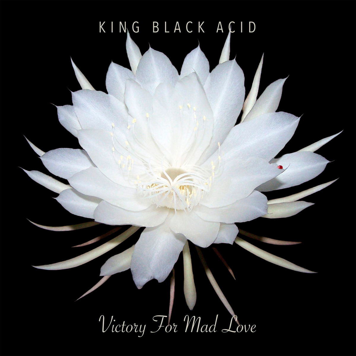 KING BLACK ACID / “Turning Off My Television”
