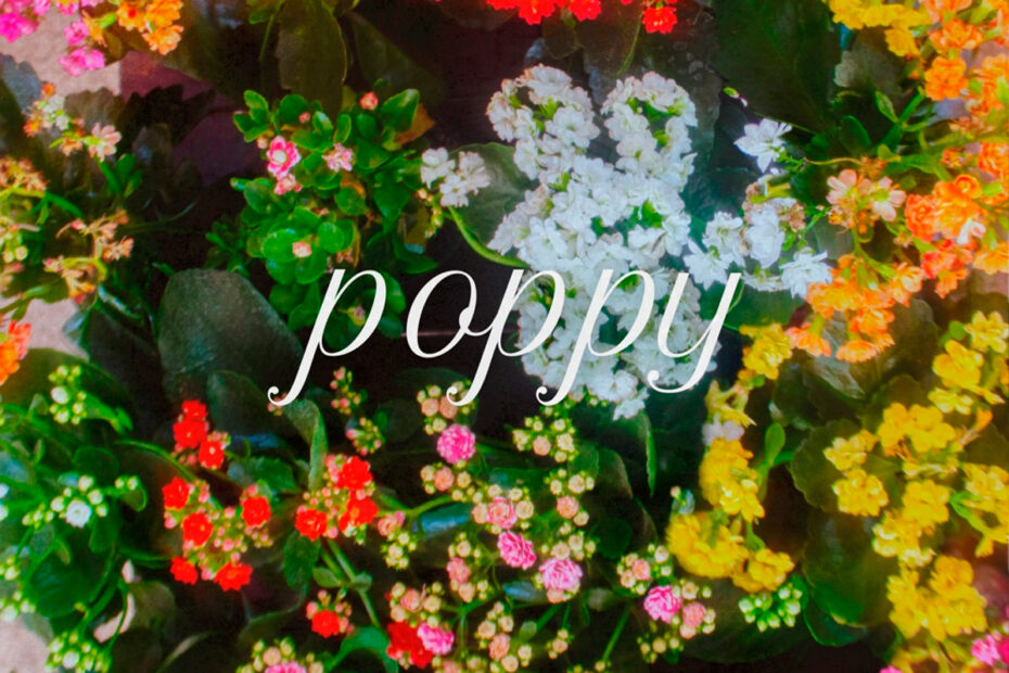 SAMUEL ACOSTA / “Poppy”