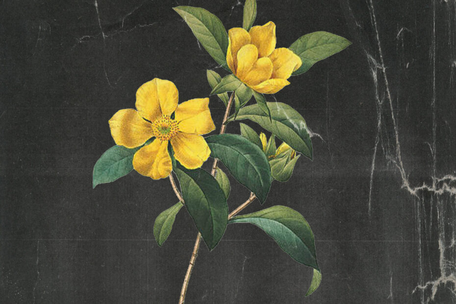 PATIENT SIXTY-SEVEN / “Hibbertia (Reduxe)”