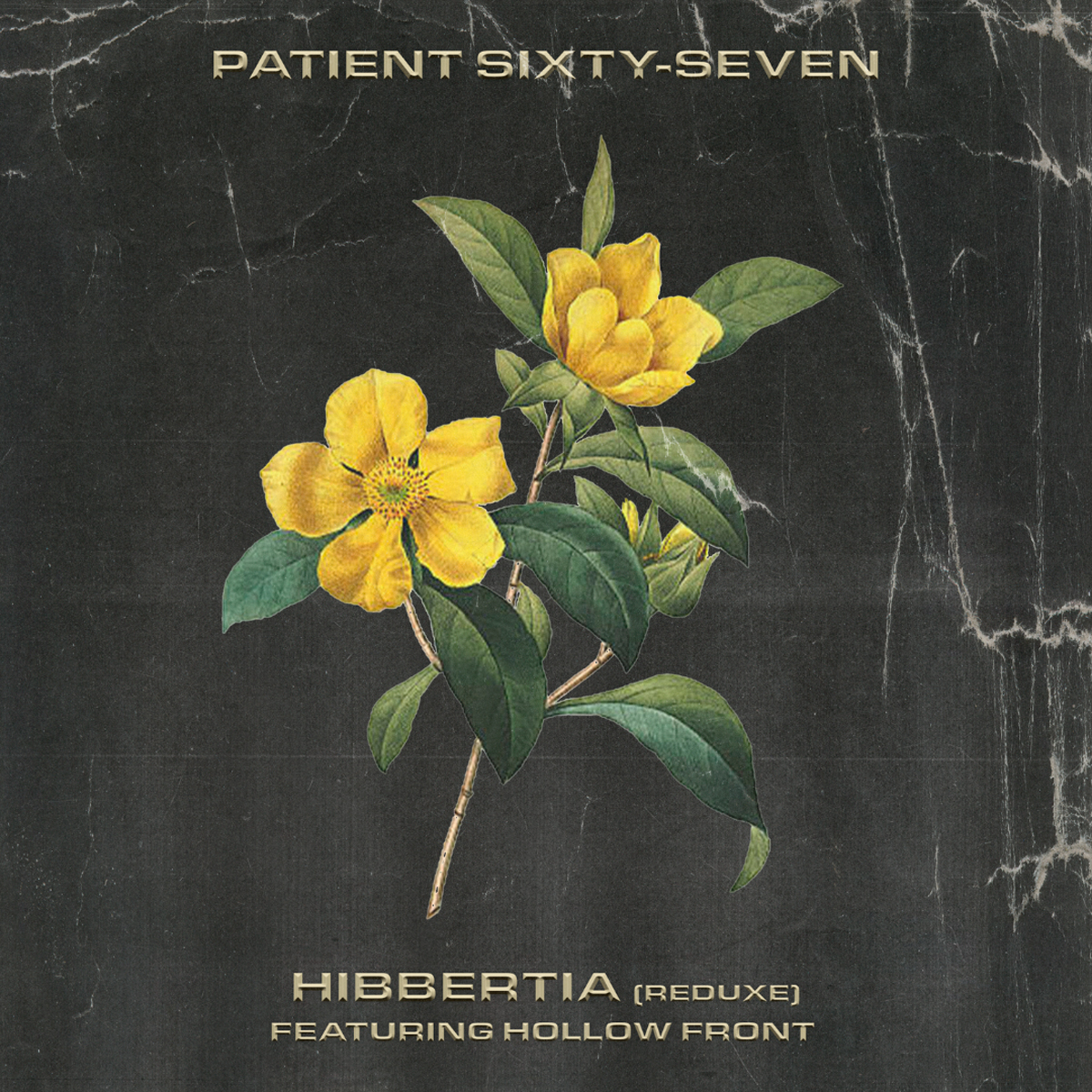 PATIENT SIXTY-SEVEN / “Hibbertia (Reduxe)”