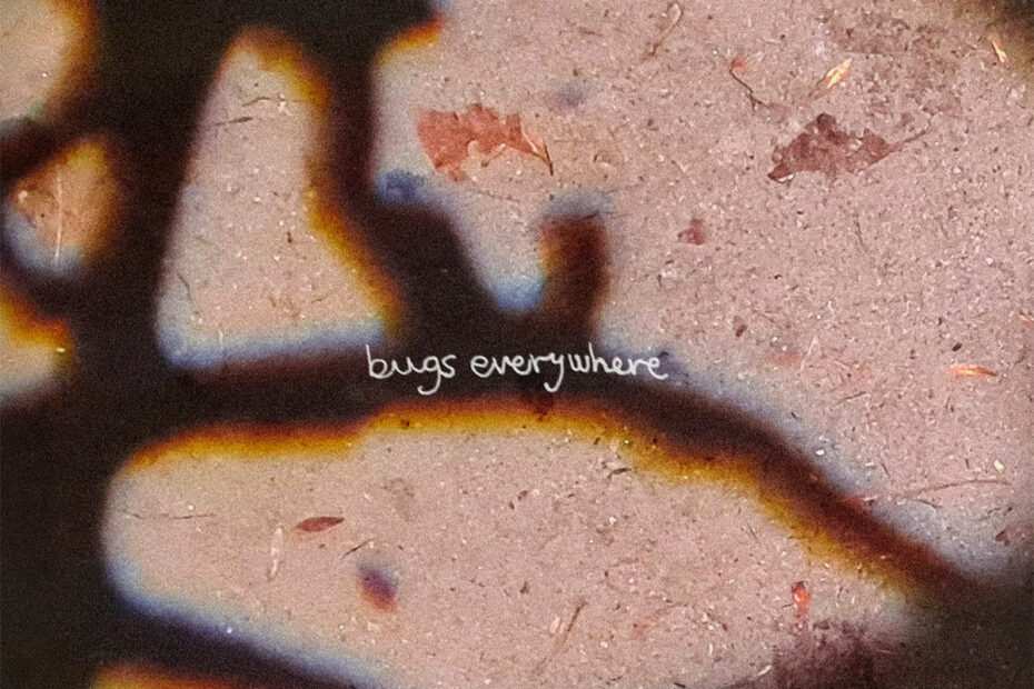 CORAL HEAD / “Bugs Everywhere”